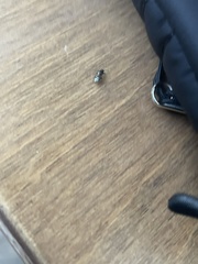 Heterogaster urticae