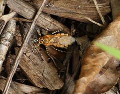 Pselliopus zebra