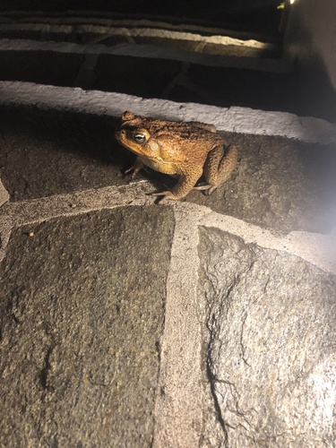 Rhinella marina observed 2022-07-03