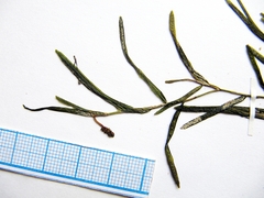 Potamogeton maackianus