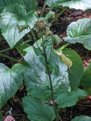 Rugelia nudicaulis