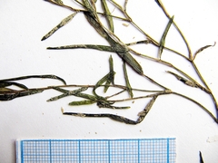 Potamogeton maackianus