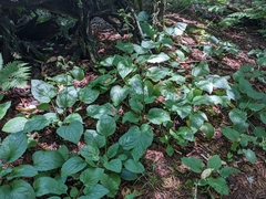 Rugelia nudicaulis