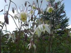 Aquilegia buergeriana