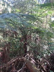 Cyathea australis
