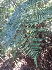 Cyathea australis