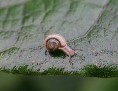 Fruticicola fruticum