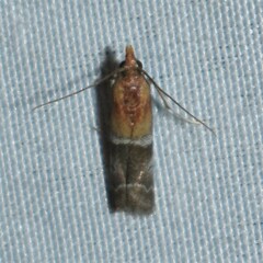 Moodna pallidostrinella
