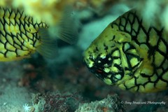 Cleidopus gloriamaris