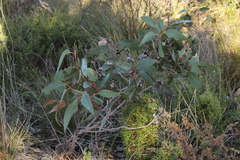 Eucalyptus cosmophylla