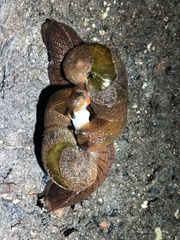 Parmavitrina rubrica