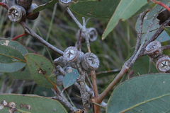 Eucalyptus cosmophylla
