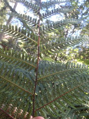 Cyathea australis
