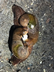 Parmavitrina rubrica
