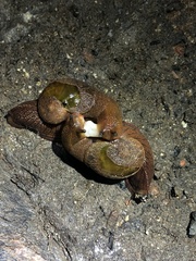 Parmavitrina rubrica
