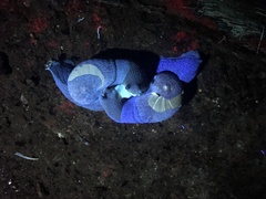 Parmavitrina rubrica