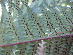 Cyathea australis