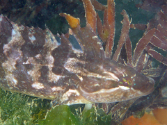 Striped Kelpfish photo 3