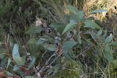 Eucalyptus cosmophylla