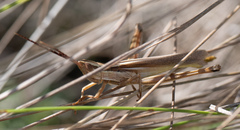 Mermiria intertexta