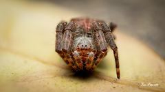 Araneidae
