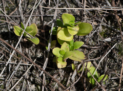 Houstonia procumbens