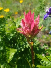 Castilleja miniata miniata