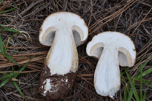 Boletus edulis