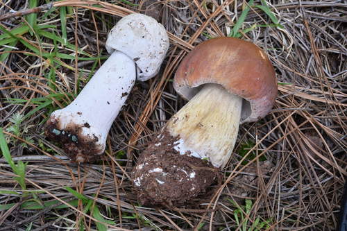Boletus edulis (Photo 2 of 3)