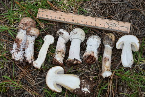 Boletus edulis (Photo 3 of 3)