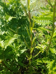 Castilleja miniata miniata