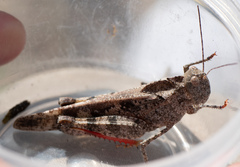 Spharagemon cristatum