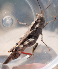 Spharagemon cristatum