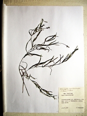 Potamogeton mandschuriensis