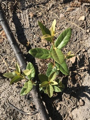 Chrysolepis chrysophylla