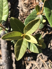 Chrysolepis chrysophylla