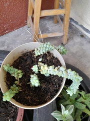 Sedum burrito