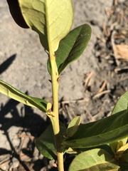 Chrysolepis chrysophylla