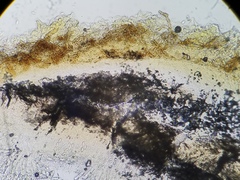 Melastiza cornubiensis