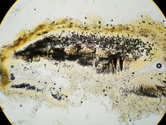 Melastiza cornubiensis