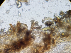 Melastiza cornubiensis