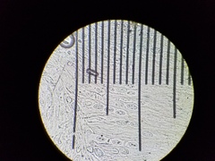 Melastiza cornubiensis