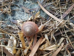 Quantula