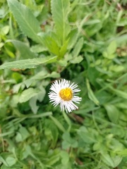 Erigeron longipes