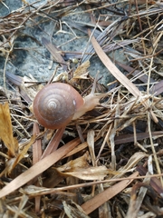 Quantula