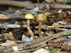 Psilocybe tasmaniana