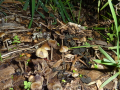 Psilocybe tasmaniana