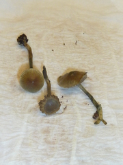 Psilocybe tasmaniana