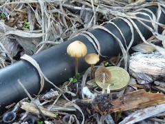 Psilocybe tasmaniana