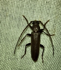 Arhopalus syriacus